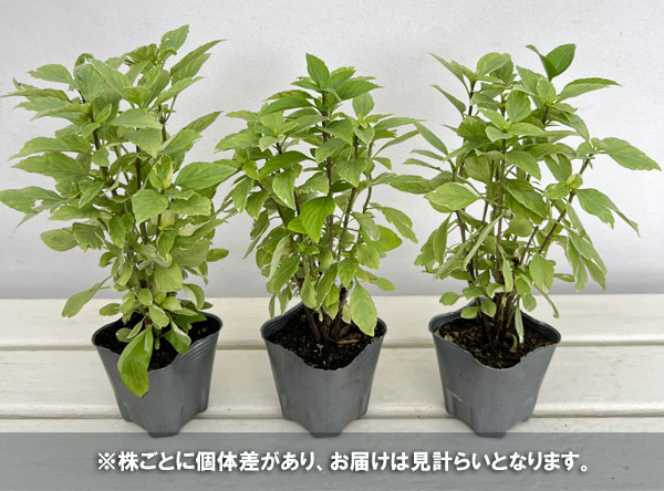 バジル:ペストペルペッツォ3号ポット