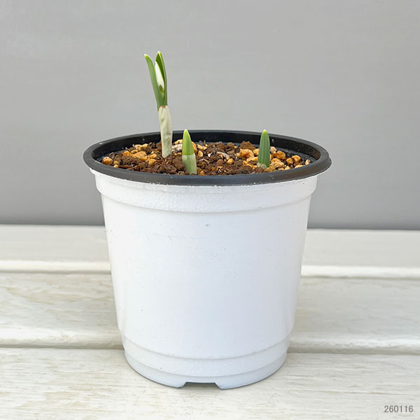 スノードロップ2球植え芽出し3号2ポットセット