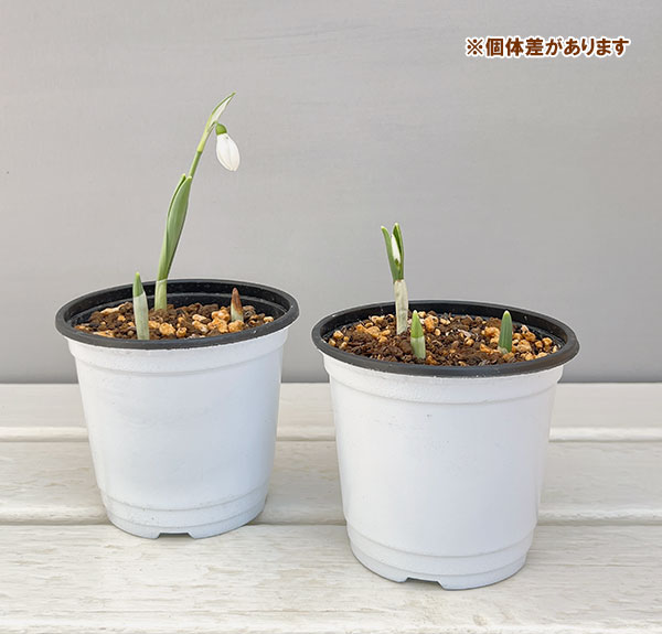 スノードロップ2球植え芽出し3号2ポットセット