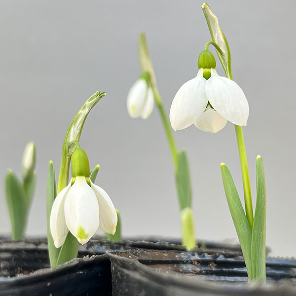 スノードロップ 2球植え 3号ポット