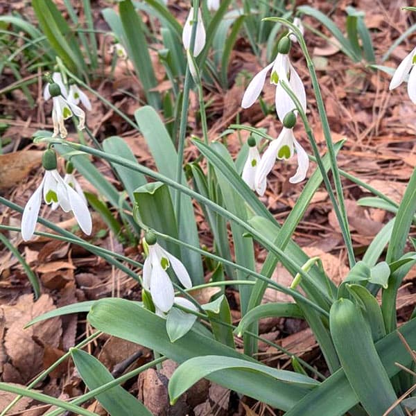 スノードロップ2球植え芽出し3号2ポットセット