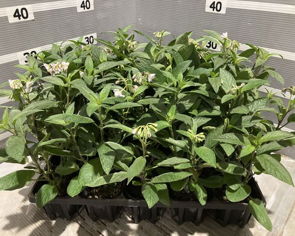 ペピーノ3号ポット