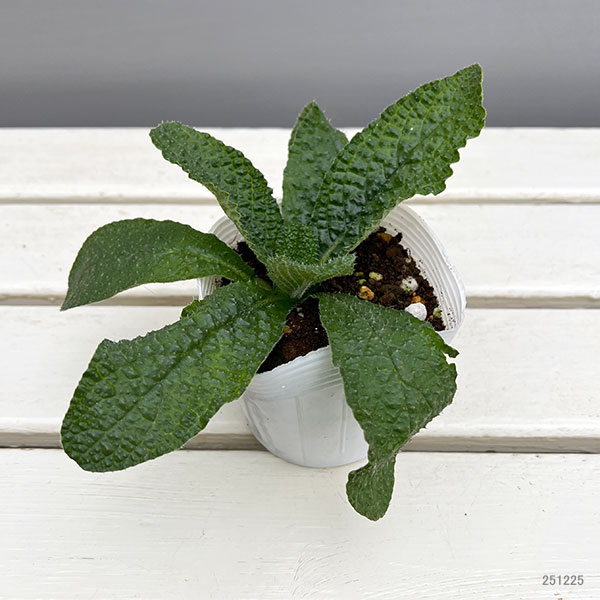 ボリジ：クリーピングボリジ3-3.5号ポット