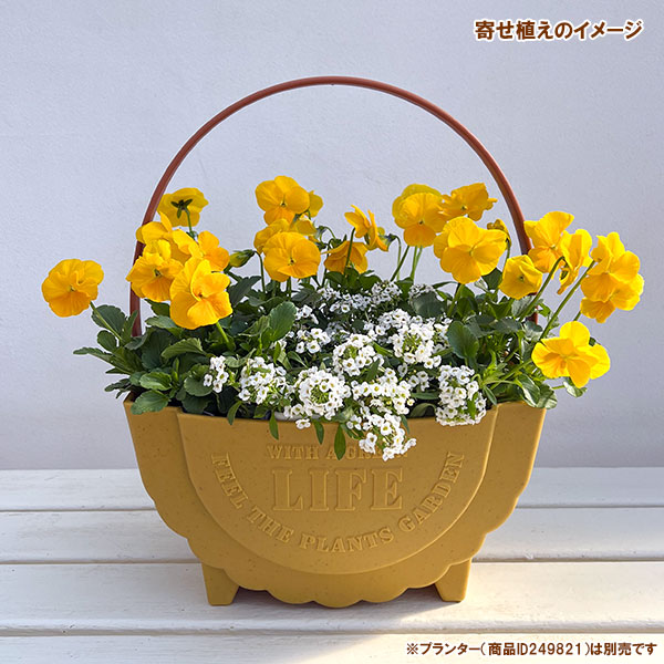 パンジー：よく咲くスミレ　パイナップル3～3.5号ポット