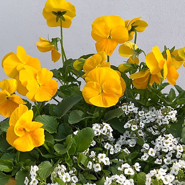 パンジー：よく咲くスミレ　パイナップル3～3.5号ポット