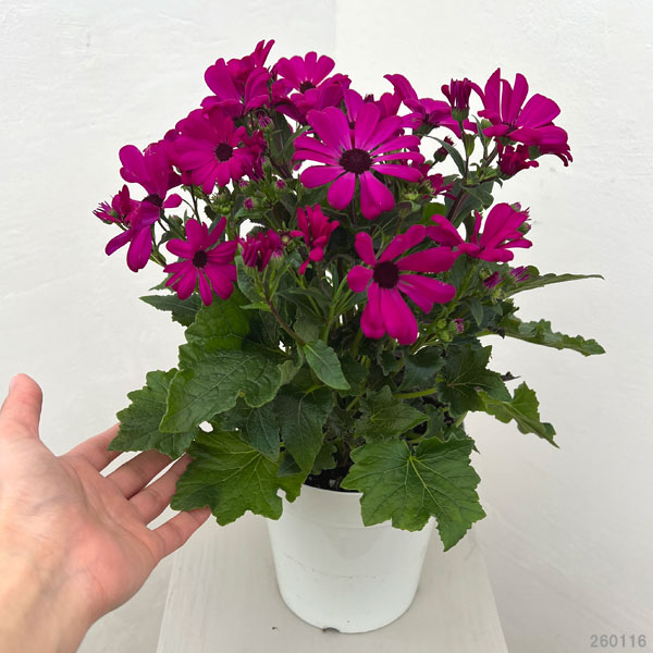 サイネリア桂華(R)（けいか）：パープルピンク系5号鉢植え