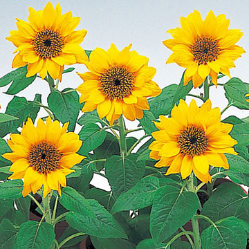 【有効期限25年10月】ヒマワリ：パチノゴールド（矮性種）[タキイ 花タネ]