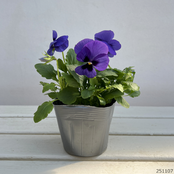 パンジー：よく咲くスミレ　ブルーハワイ3-3.5号ポット