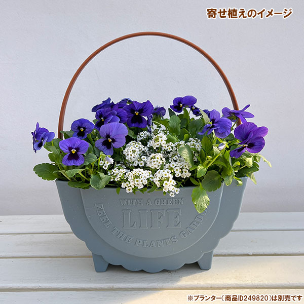 パンジー:よく咲くスミレ ブルーハワイ3~3.5号ポット8株セット