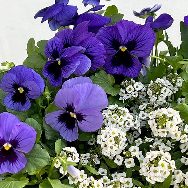 パンジー:よく咲くスミレ ブルーハワイ3~3.5号ポット8株セット