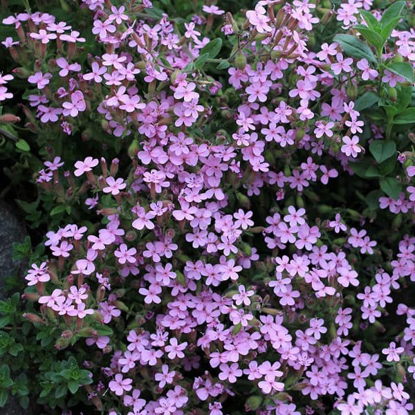 [送料無料]サポナリア オキモイデス3-3.5号ポット 12株セット