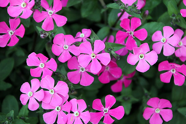 [送料無料]サポナリア オキモイデス3-3.5号ポット 12株セット