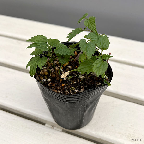 ホップ（セイヨウカラハナソウ）カイコガネ（雌株）3号ポット2株セット