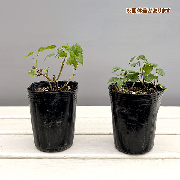 ホップ（セイヨウカラハナソウ）カイコガネ（雌株）3号ポット2株セット