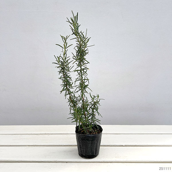 ローズマリー:ポルトグースピンク3号ポット