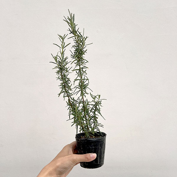 ローズマリー:ポルトグースピンク3号ポット