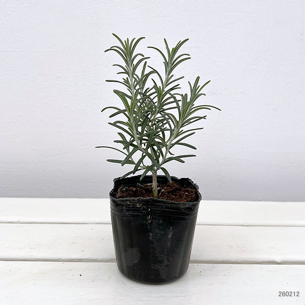 ローズマリー（立性）：ミスジェサップ3号ポット