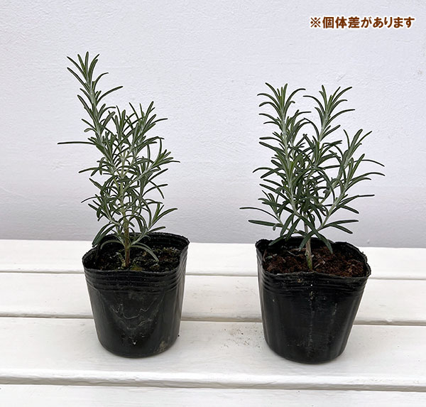ローズマリー（立性）：ミスジェサップ3号ポット