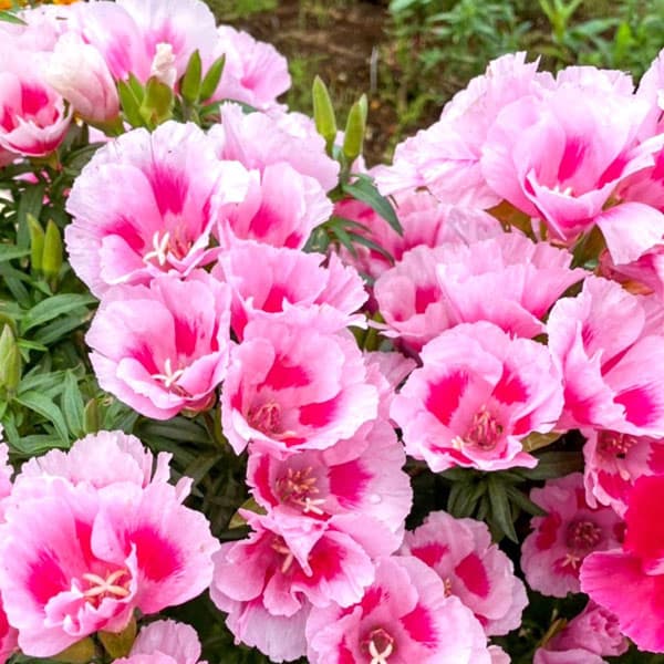 [送料無料]ゴデチア（クラーキア）高性おまかせ花色3号ポット28株セット