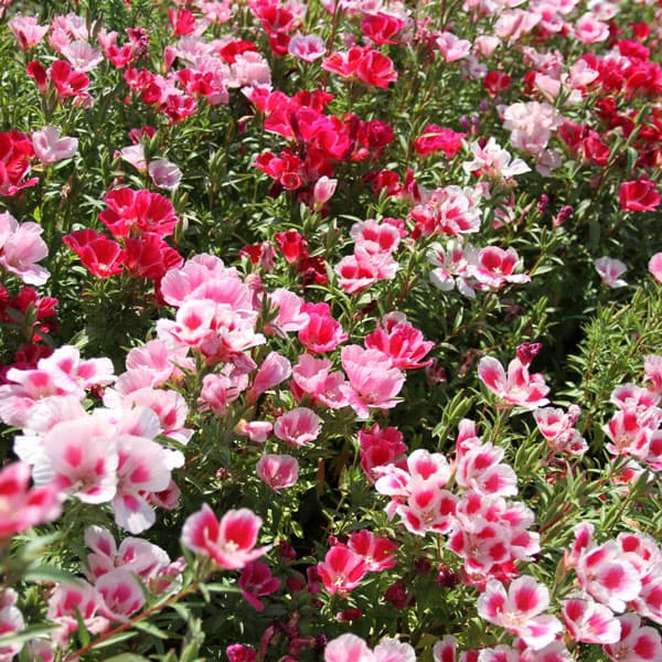 [送料無料]ゴデチア（クラーキア）高性おまかせ花色3号ポット28株セット