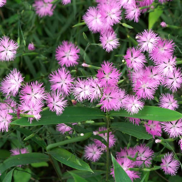 [送料無料]ナデシコ おまかせ花色ミックスセット3号ポット28株セット