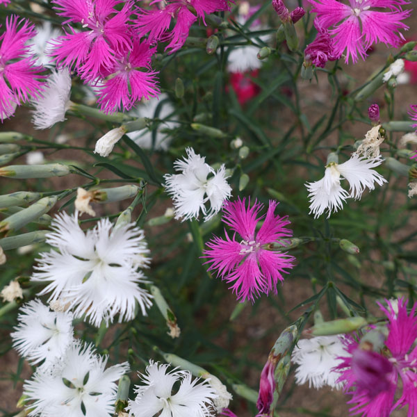 [送料無料]ナデシコ おまかせ花色ミックスセット3号ポット28株セット