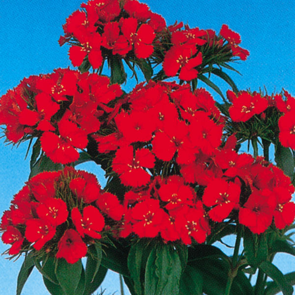 [送料無料]ナデシコ おまかせ花色ミックスセット3号ポット28株セット