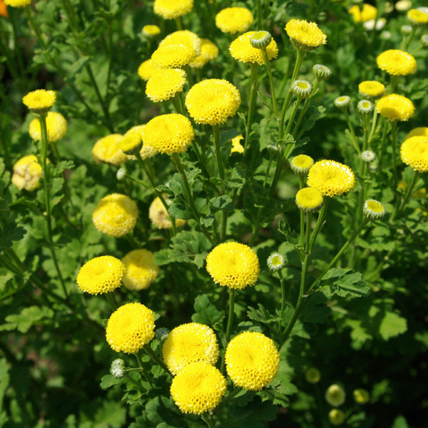 [送料無料]マトリカリア・高性花色ミックス3号ポット28株セット