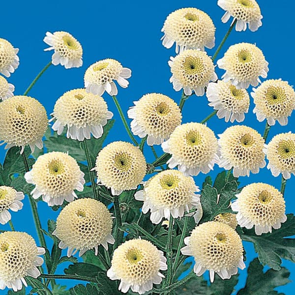 [送料無料]マトリカリア・高性花色ミックス3号ポット28株セット