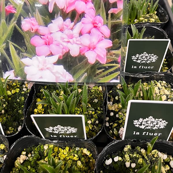 アッツザクラ（ロドヒポキシス）：八重咲き3号ポット