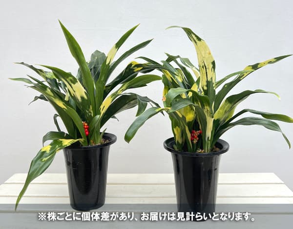 オモト(万年青):宝船(宗石)5.5号鉢植え