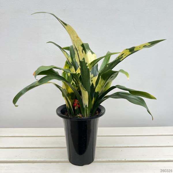 園芸ネット本店｜オモト（万年青）：宝船（宗石）5.5号鉢植え の通販