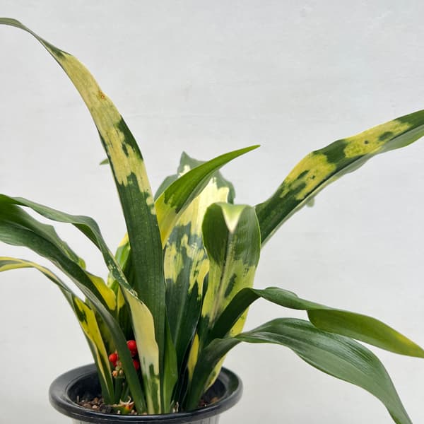 オモト(万年青):宝船(宗石)5.5号鉢植え
