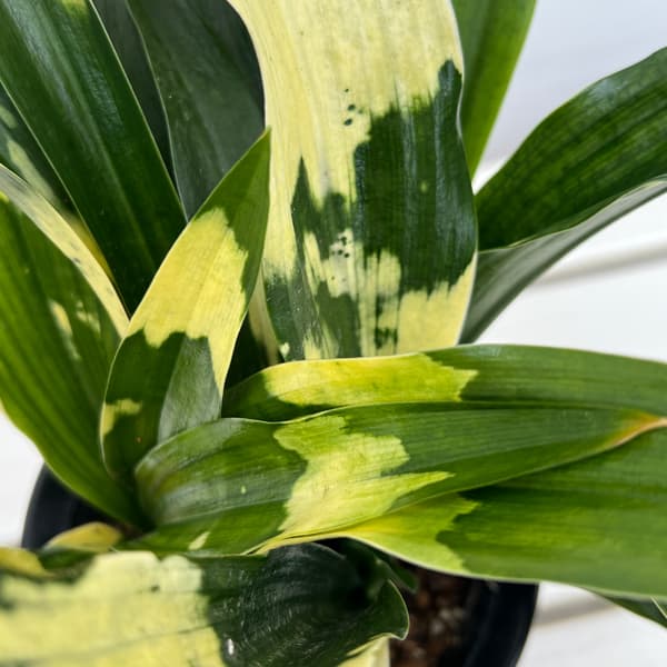 オモト(万年青):宝船(宗石)5.5号鉢植え
