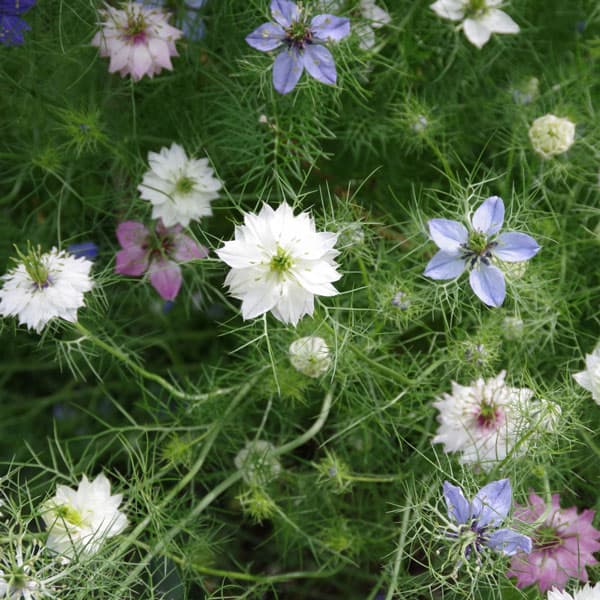 [送料無料]ニゲラ（黒種草）おまかせ花色ミックス3号ポット28株セット