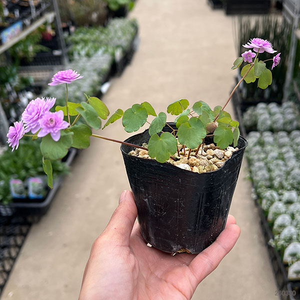 バイカカラマツ:濃色(赤花)八重3号ポット