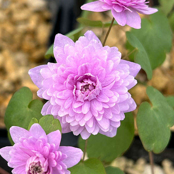 バイカカラマツ:濃色(赤花)八重3号ポット