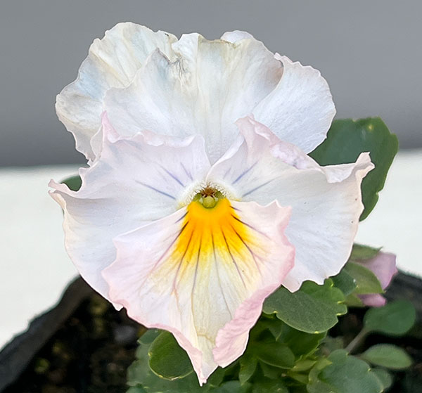 パンジー：ムーランフリルパステルルージュ3.5号ポット4株セット