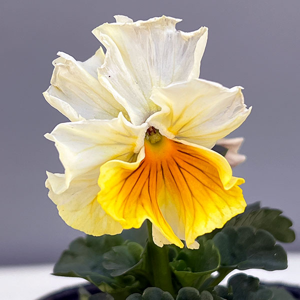 パンジー：ムーランフリルパステルルージュ3.5号ポット4株セット