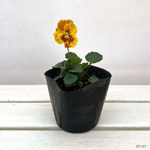 パンジー：ムーランフリルキャンティルージュ3.5号ポット4株セット