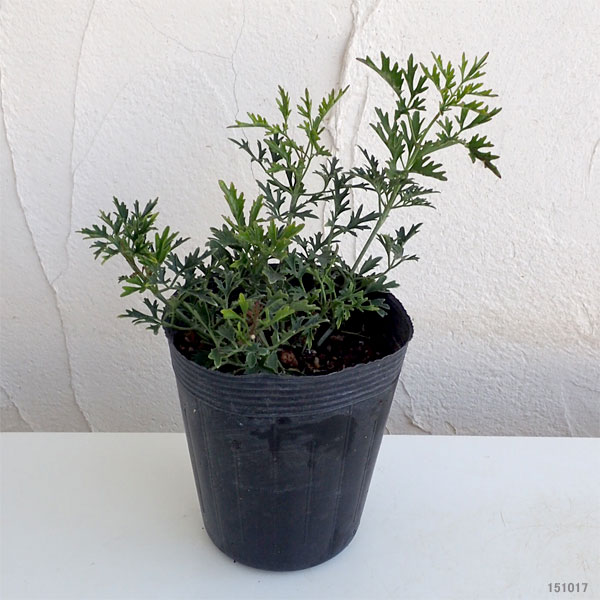 クレマチス:カルトマニージョー3.5号ポット