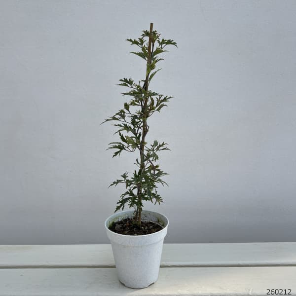 クレマチス：カルトマニージョー3.5号ポット