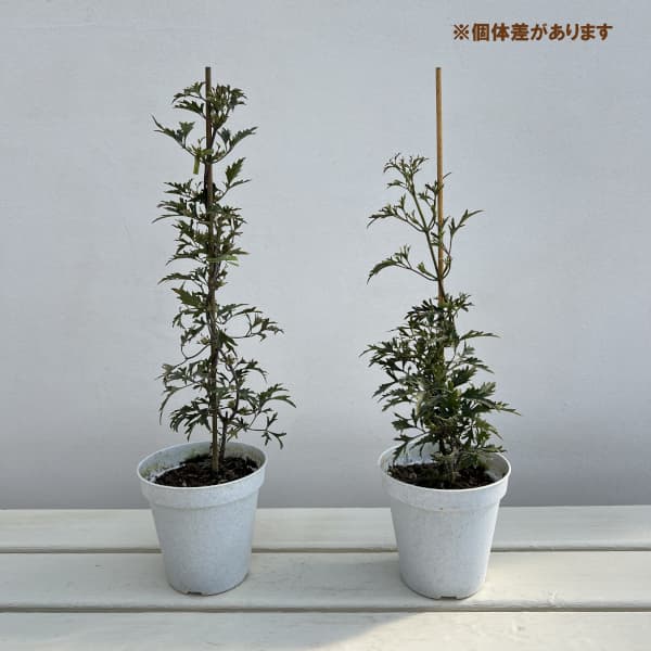 クレマチス：カルトマニージョー3.5号ポット