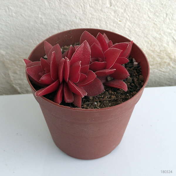 クラッスラ:紅葉祭り(もみじまつり)2.5号ポット*