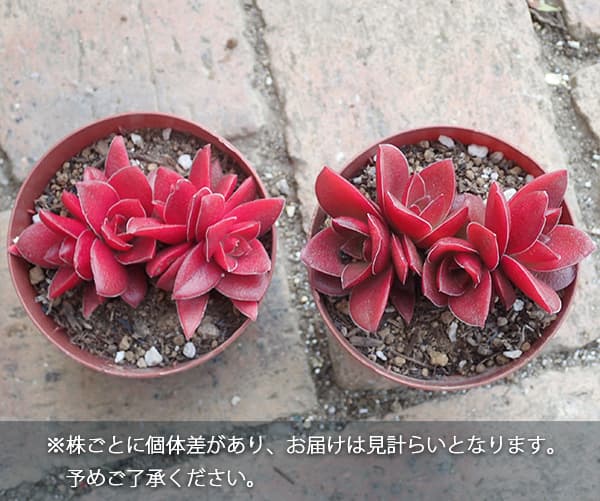 クラッスラ:紅葉祭り(もみじまつり)2.5号ポット*