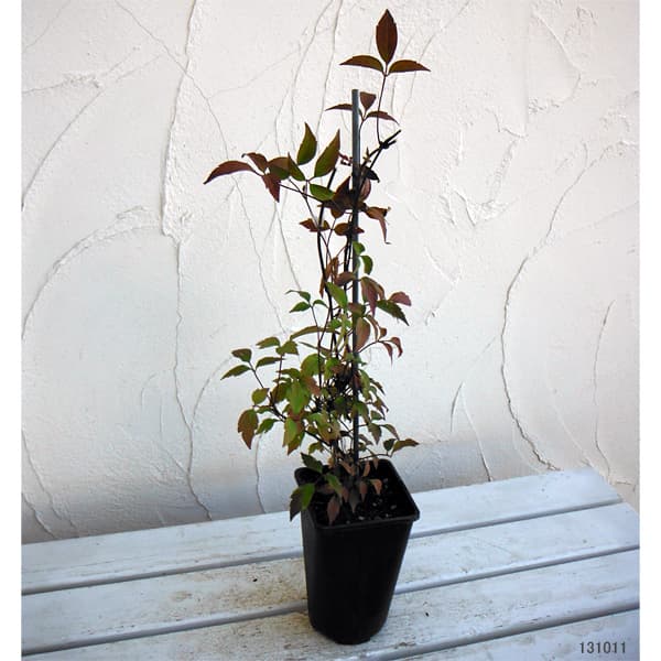 [26年2月中下旬予約]クレマチス：エリザベス4.5号ポット（モンタナ系）o