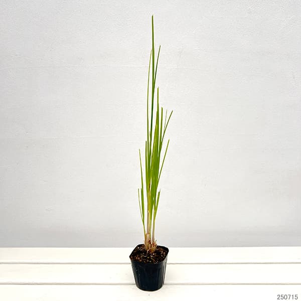 パンパスグラス：ピンクフェザー3号ポット2株セット