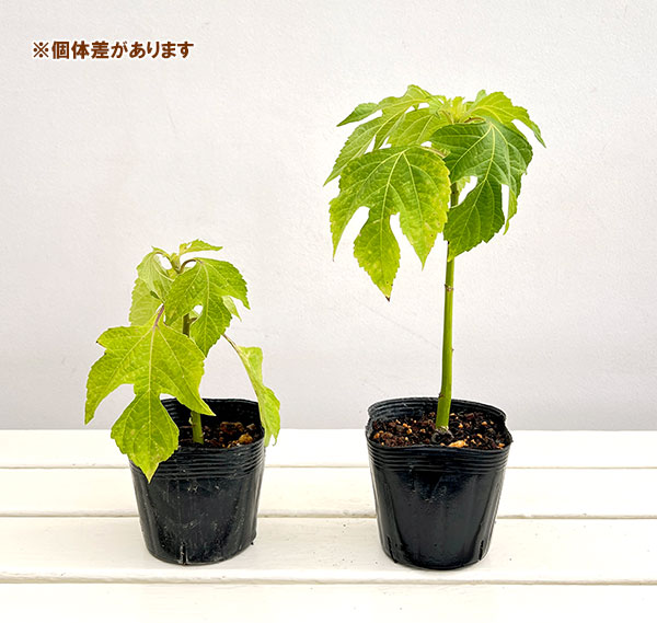 皇帝ひまわり3.5号ポット