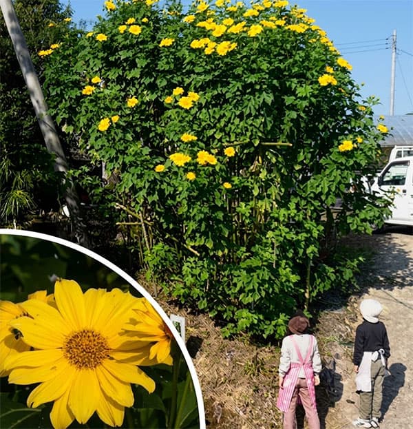 皇帝ひまわり3.5号ポット