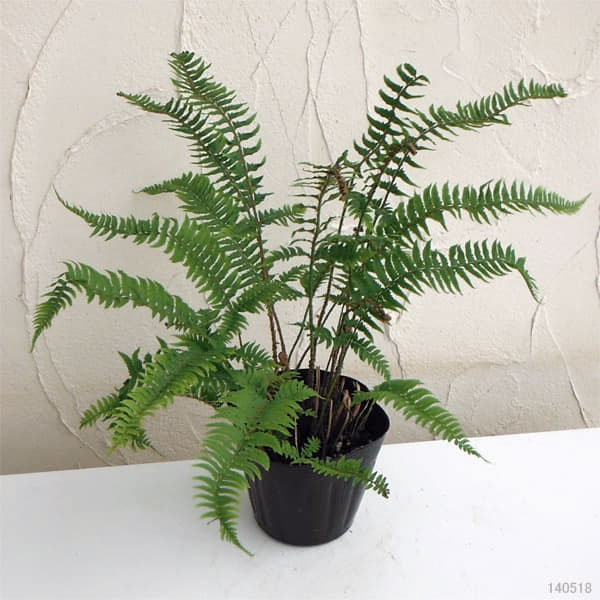 シダ：ジュウモンジシダ（十文字羊歯）3.5号ポット